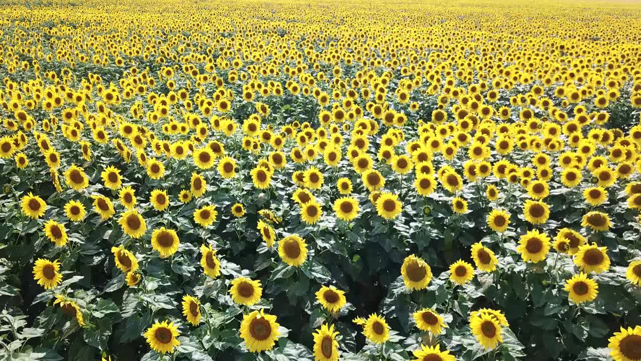 背景の夕日に咲くヒマワリのフィールド