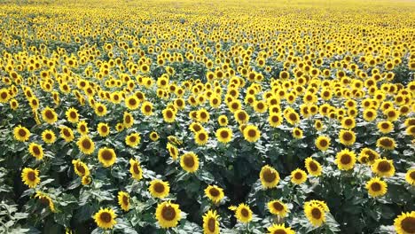 field of blooming sunflowers on a background sunset