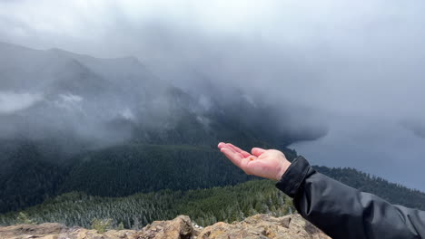 tame wild bird eating seeds out of the hand in the nature