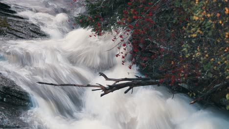 a rowan tree bent above the rushing stream of the white water