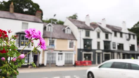 flowers in foreground, cars passing by