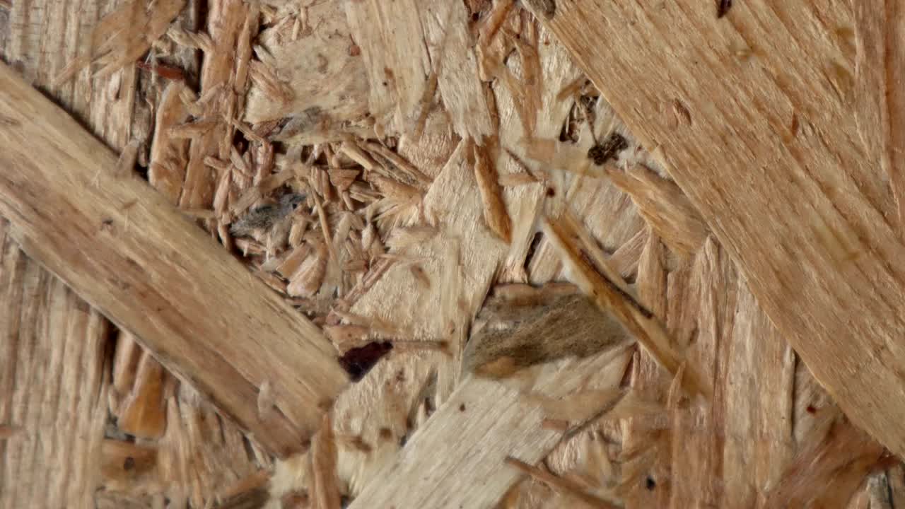 스 모션 애니메이션 나무 텍스처 배경은 불투명 도구 또는 루마 매트를 사용하여 오래된 영화 효과에 유용합니다.