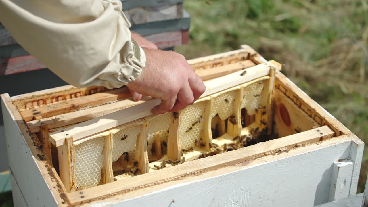 Beehive with half-frames of honey combs. Apiarist inspects the frames divided into several parts. Close up.