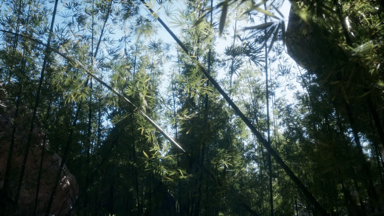 말레이시아 의 열대 열대 우림 에 있는 대나무 의 풍경