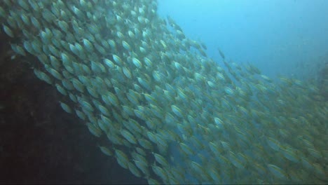 Sonnenlicht-Schimmert-Von-Einem-Fischschwarm,-Der-In-Einer-Linie-Schwimmt