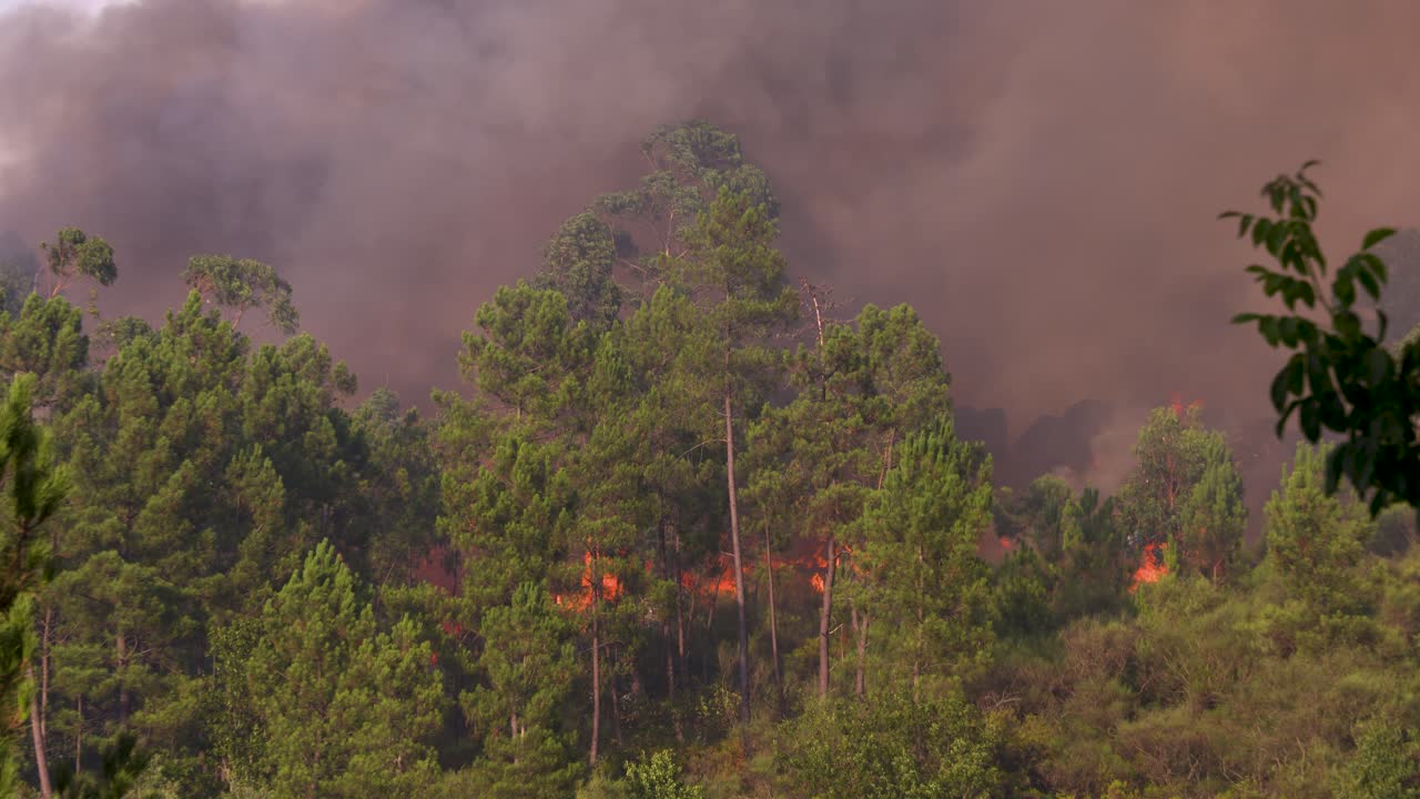 An unstoppable wall of flames that destroys entire forests