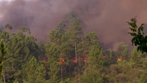 an unstoppable wall of flames that destroys entire forests