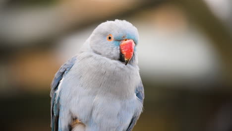 rose-ringed parakeet psittacula krameri, blue ring-necked parakeet bird portrait - front view extreme close-up