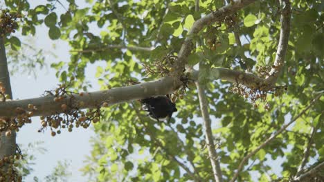 Bat-on-a-fig-tree,-looking-around-during-a-summer-day,-hanging-upside-down