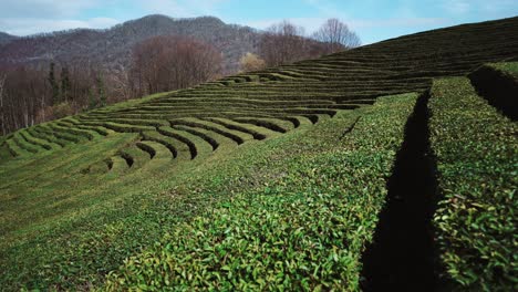 tea plantation landscape