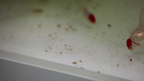 peces dorados de acuario nadando en busca de comida en el fondo del tanque de peces de acuario