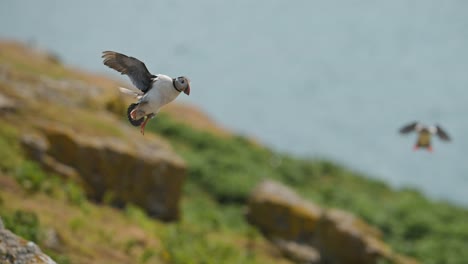 slow motion puffin flying and landing on the ground at its burrow, atlantic puffin in flight landing on land with coastal scenery on the coast