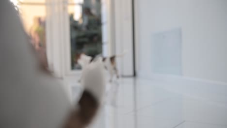 blond boy with curly hair kneeling on the floor while playing with a ball with their dogs.