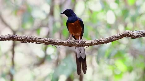 White-rumped-Shama-Thront-Auf-Einer-Rebe-Mit-Wald-Bokeh-Hintergrund,-Copsychus-Malabaricus,-Originalgeschwindigkeit