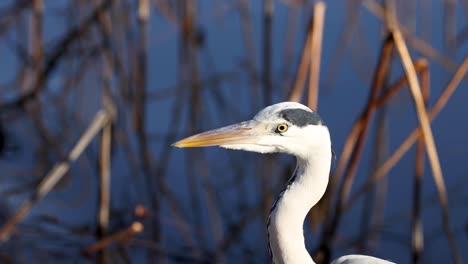 a heron stands still among reeds in water.