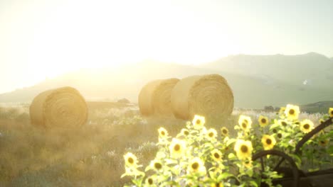 hay bales in the sunset