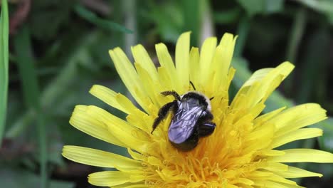 Bee-on-Hawkweed-flower-in-early-Spring.-UK