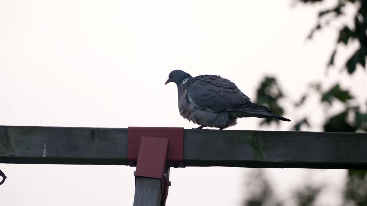 A pigeon (Columba livia) strolls along a wooden beam in slow motion, briefly pausing to relieve itself before casually continuing its walk. The overcast sky provides a muted, minimalist backdrop.