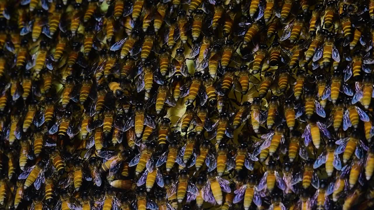 se sabe que las abejas melíferas gigantes construyen grandes colonias de nidos con bolsillos simétricos hechos de cera para almacenar miel como fuente de alimento.