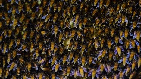 Se-Sabe-Que-Las-Abejas-Melíferas-Gigantes-Construyen-Grandes-Colonias-De-Nidos-Con-Bolsillos-Simétricos-Hechos-De-Cera-Para-Almacenar-Miel-Como-Fuente-De-Alimento.