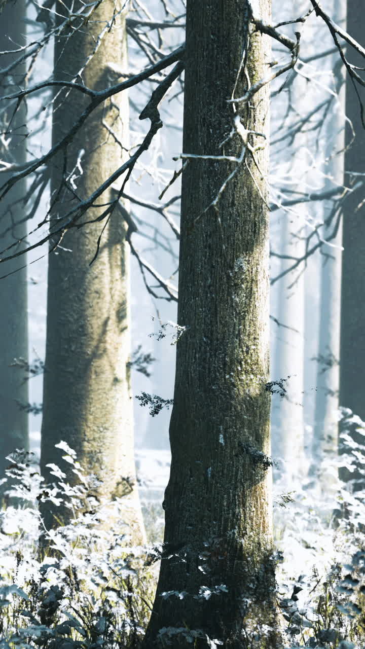 Snow covered trees create a serene winter wonderland landscape in deep forest