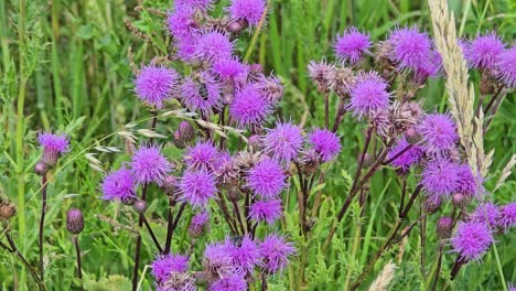 close-up view of a bee collecting nectar and pollen from field thistle (cirsium arvense)