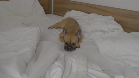 cute sleepy french bulldog lying on messy white bed at home