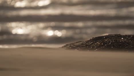 sandy beach with shells and waves at golden hour