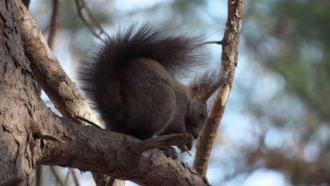 Rotes-Eichhörnchen-Frisst-Auf-Einem-Ast