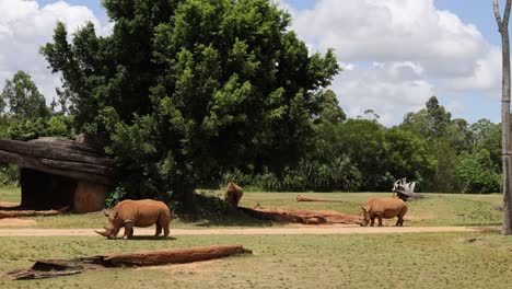 elephants move and graze in a serene landscape