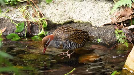 bird enjoying a bath in a pond