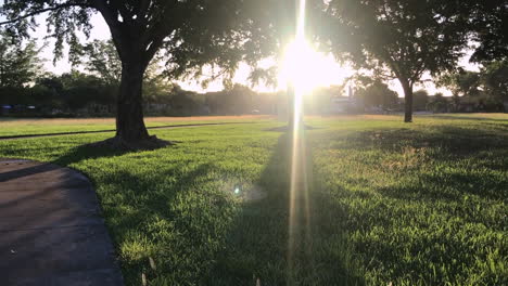 view of sunrise through the trees in park