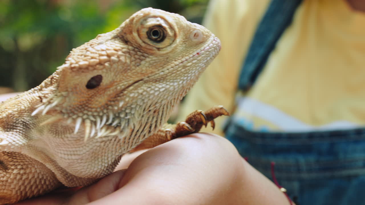animales, naturaleza y chica con iguana en las manos