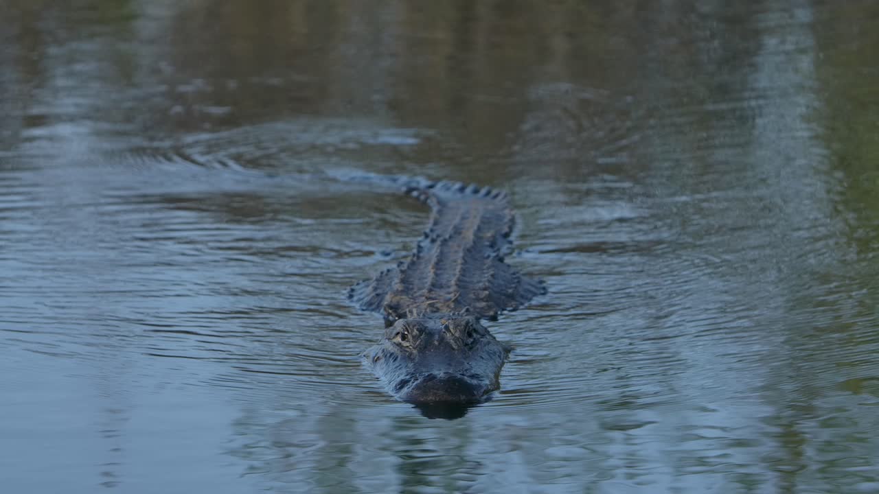 cocodrilo americano nada directo hacia ti súper lento