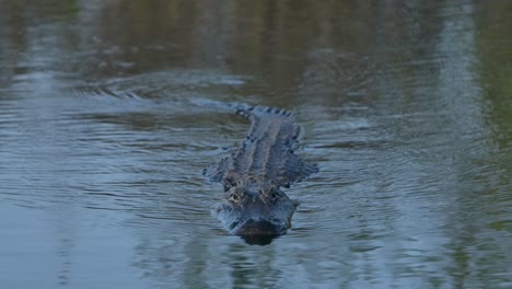 american alligator swims straight towards you super slomo