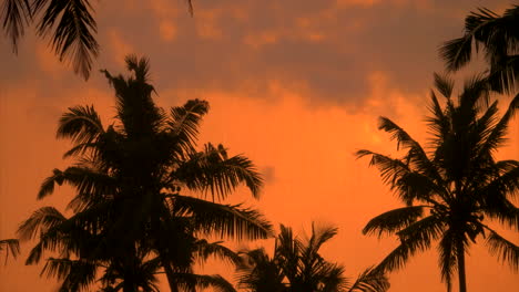 palm trees sway in the wind against the sunset sky background