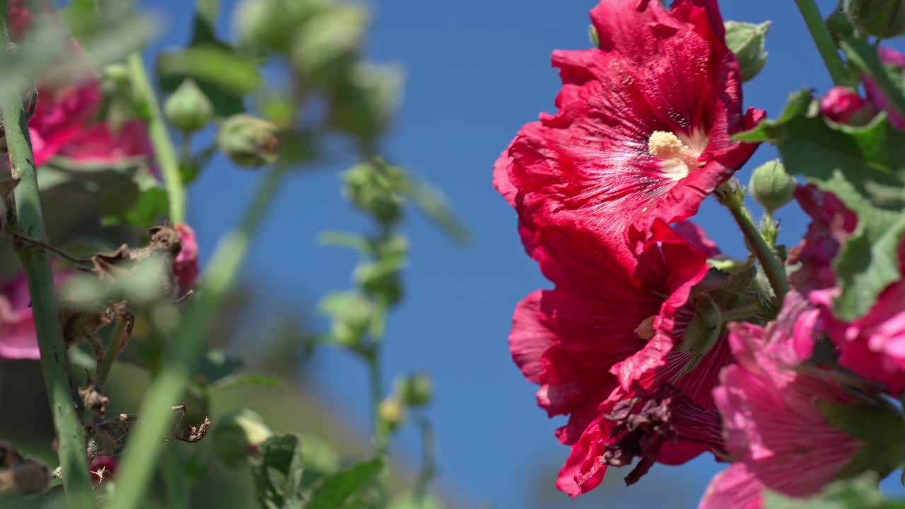 Fiori di malvarosa rossi e rosa che ondeggiano nella brezza estiva