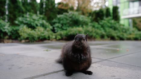 Niedliches-Eichhörnchen,-Das-Nüsse-Auf-Dem-Boden-Im-Hinterhof-Frisst