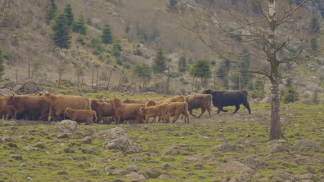 Große-Herde-Hochlandrinder,-Die-Frei-In-Freier-Wildbahn-Auf-Grünen-Feldern-Umherstreifen