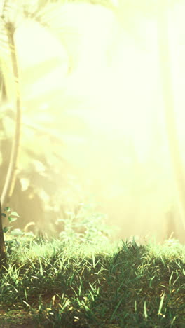 Sunlight filters through lush greenery in a tranquil forest setting