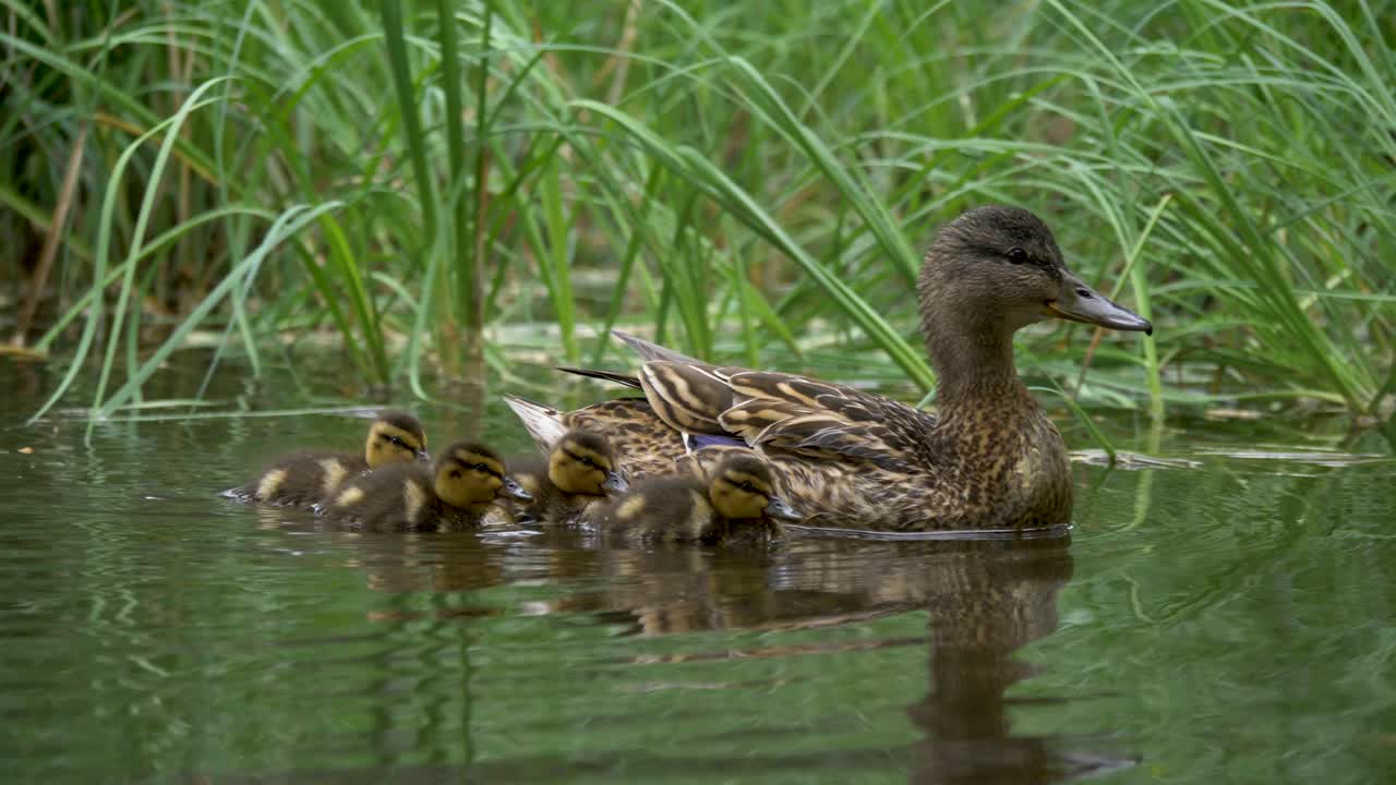 Adorabili anatroccoli appena nati seguono prontamente la mamma anatra attraverso il lago della foresta.