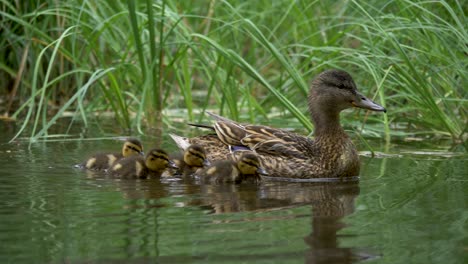 cute newborn ducklings promptly follow mother duck through forest lake