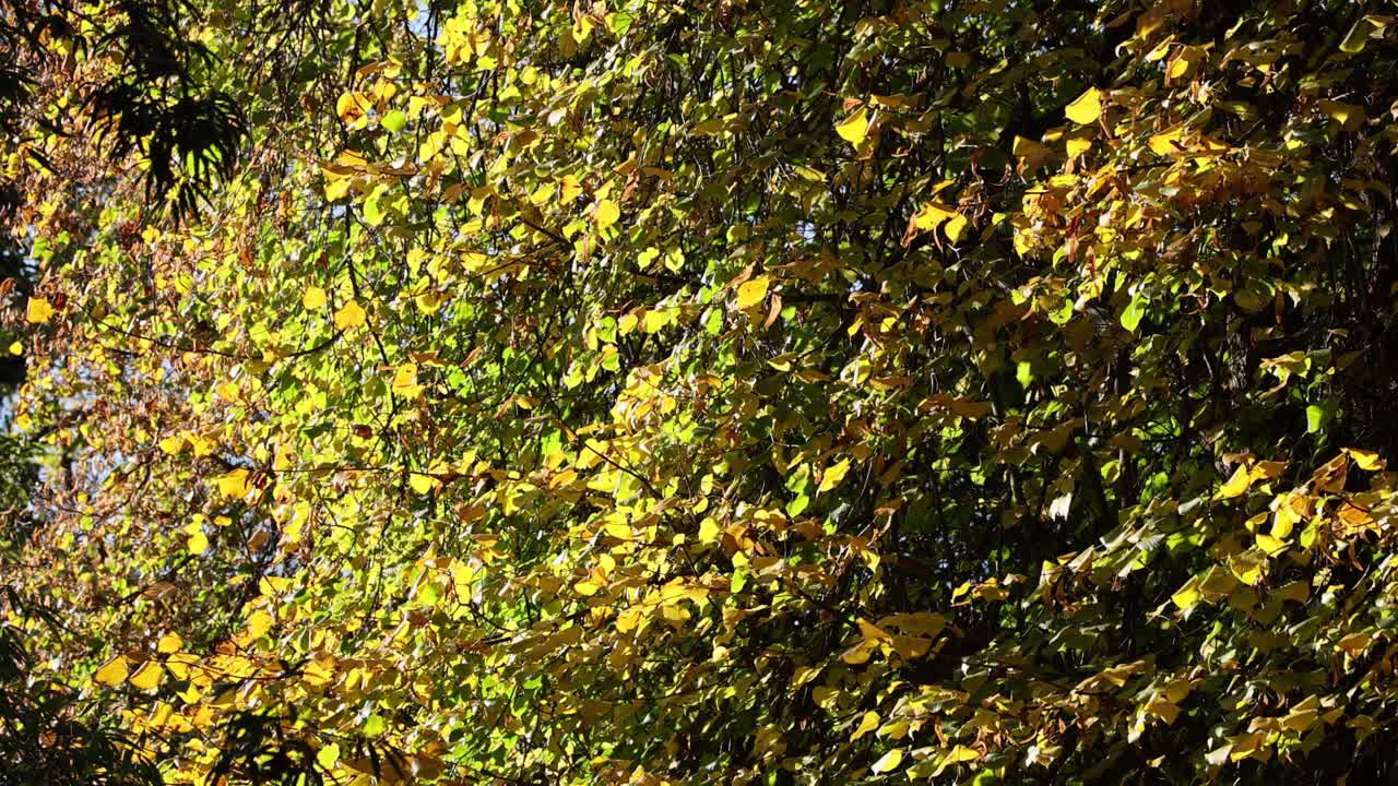 las hojas se balancean suavemente en la brisa de otoño