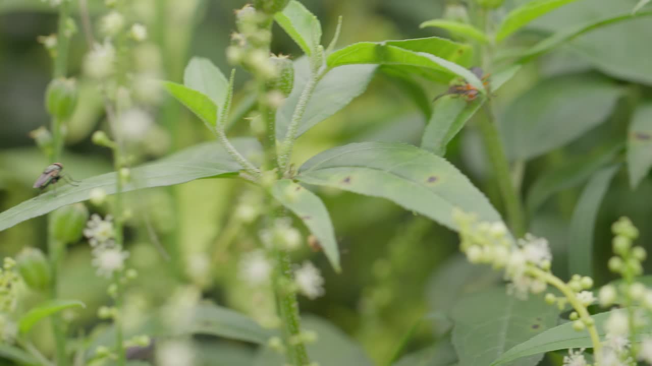 una mano sostenida en primer plano de un insecto llamado maleza de leche moviéndose en una planta de semilla de flor blanca de la familia croton, en medio de otras variedades de hierba, como una mosca se sienta en una hoja, en un día soleado indio
