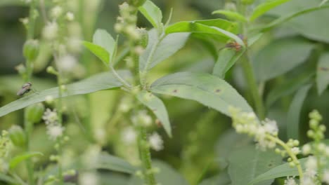 a hand held mid close up shot of a bug called milk weed insect moving on a white flower seed plant from croton family, amidst other grass varieties, as a fly sits on a leaf, on a indian sunny day