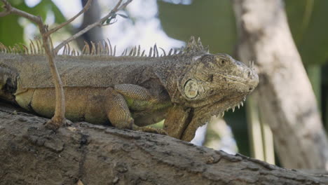 Tight-shot-of-green-iguana-walking-down-tree-branch-and-looking-around