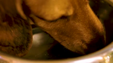 4k-60fps-daschund-eating-from-metal-aluminium-dog-bowl