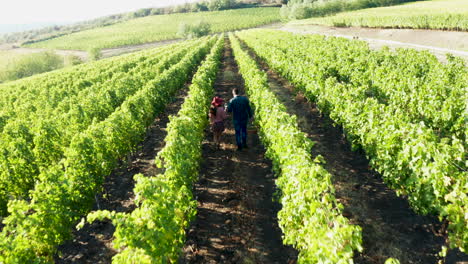 aerial footage of caucasian couple walking in vineyard