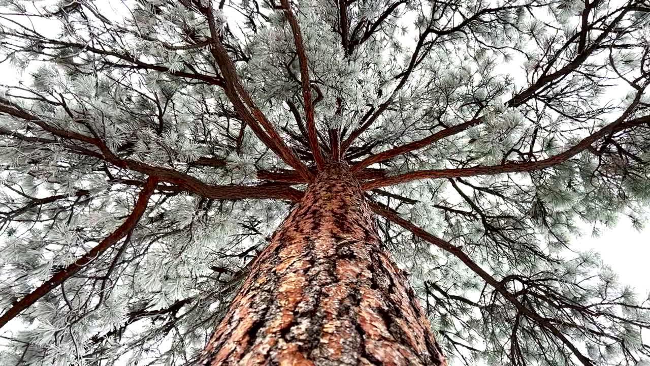 Scanning of the top of a ponderosa pine tree in winter