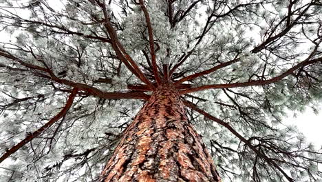 scanning of the top of a ponderosa pine tree in winter